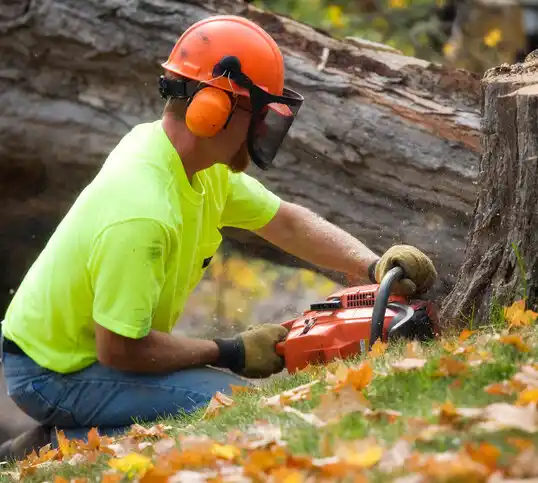 tree services Paramount-Long Meadow